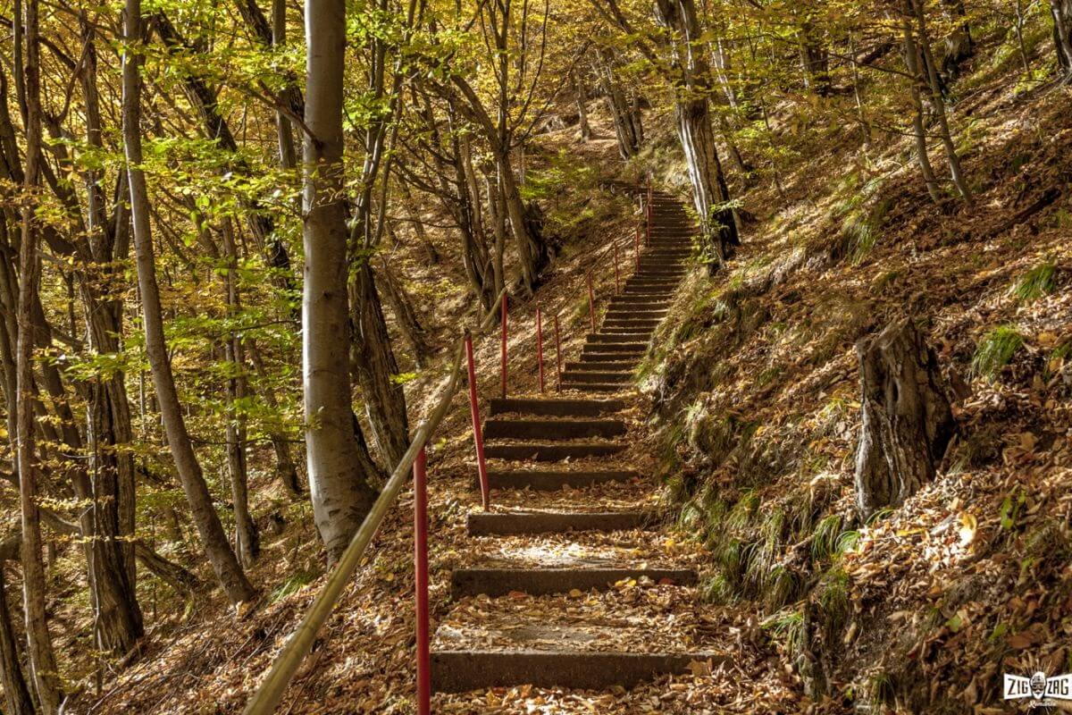 Forest Trail leading up to Poenari Fortress