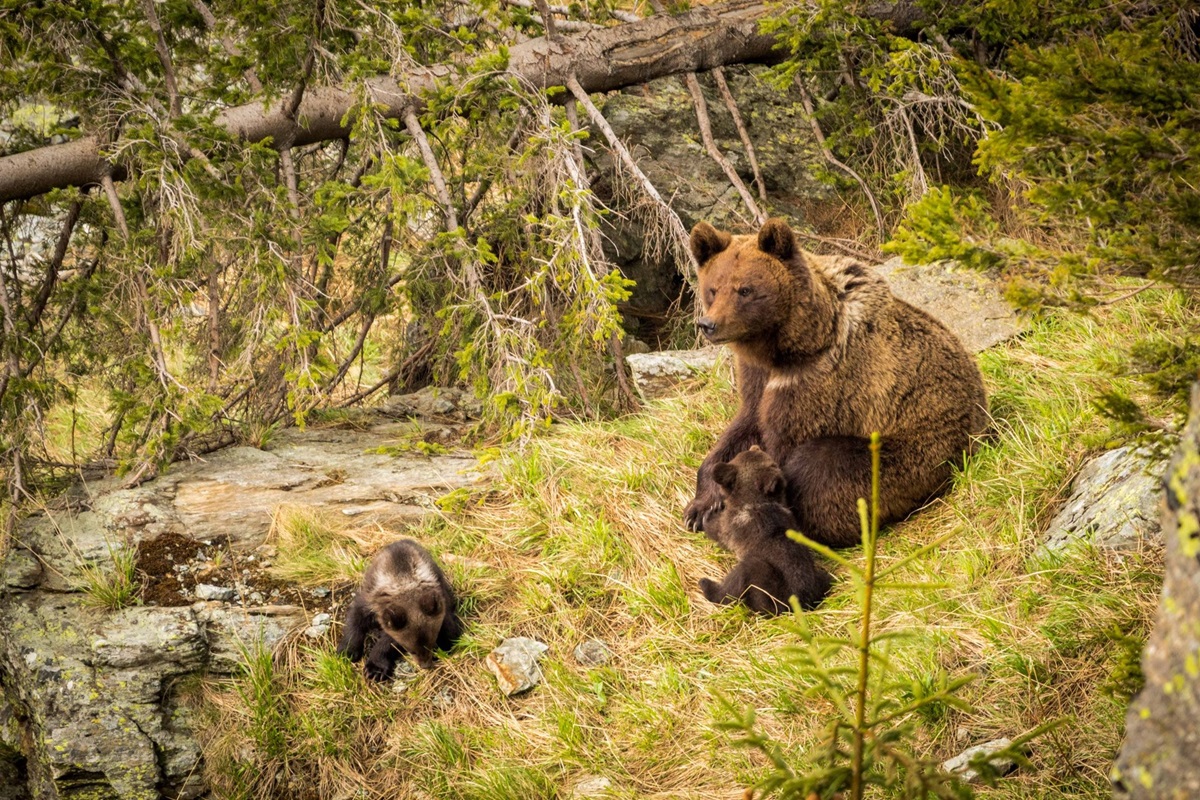 Carpathian Mountains Bear