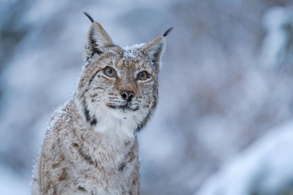 Carpathian Mountains Lynx