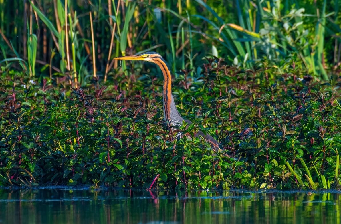 Danube Delta Birds