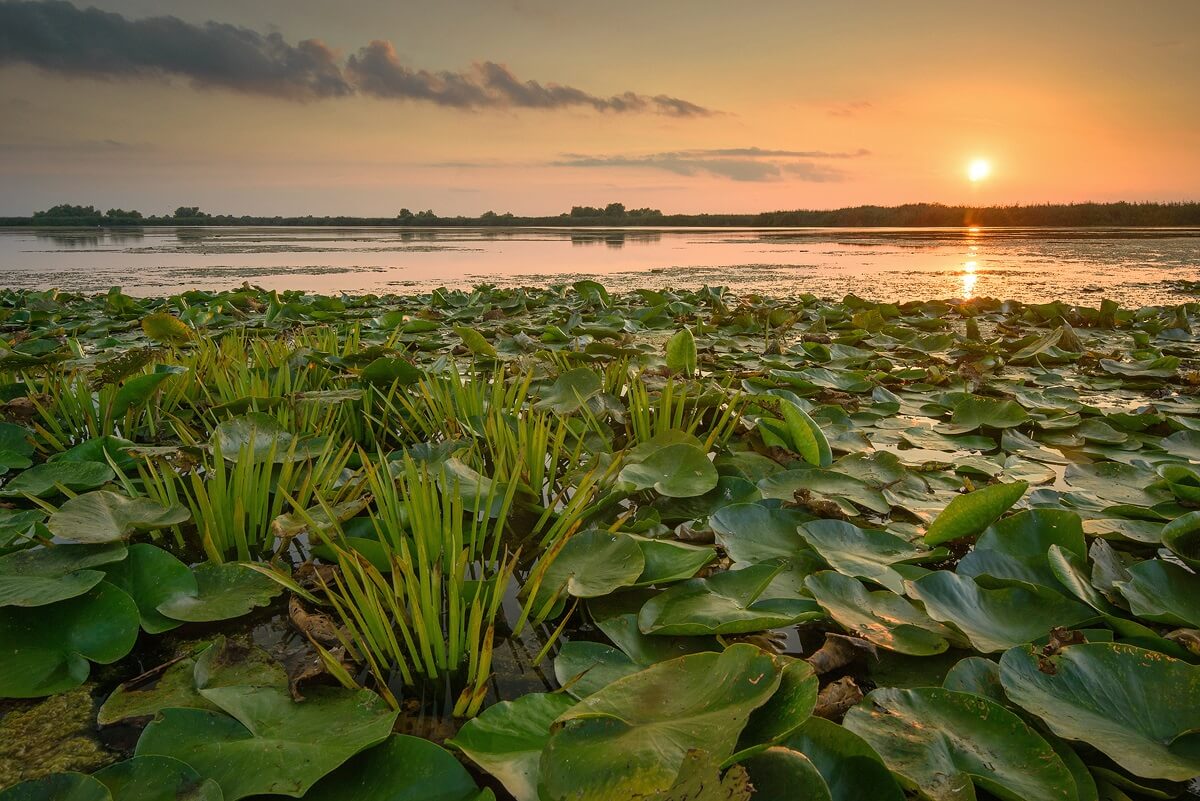 Danube Delta