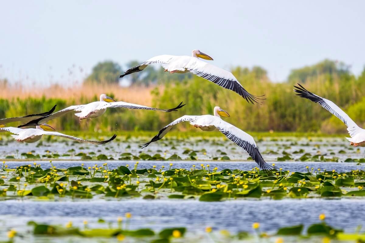 Danube Delta Pelican Flying