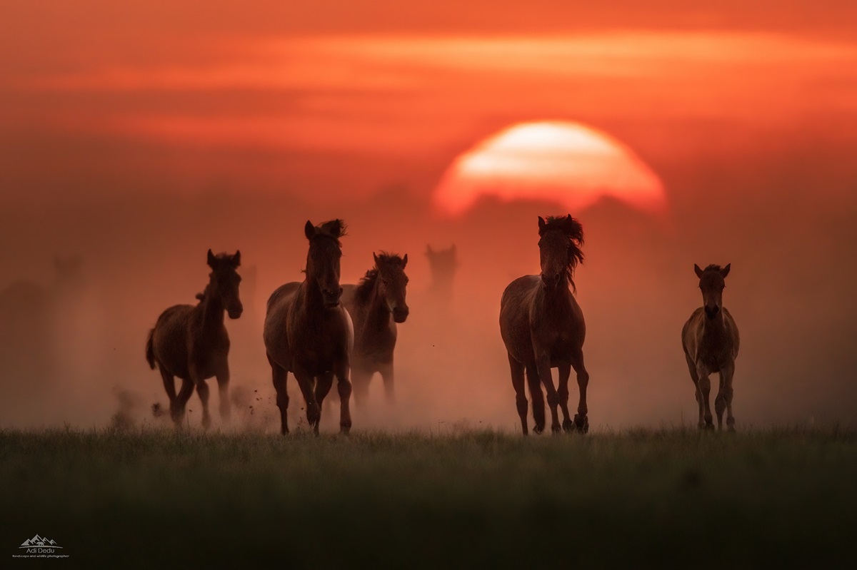 Danube Delta Wild Horses