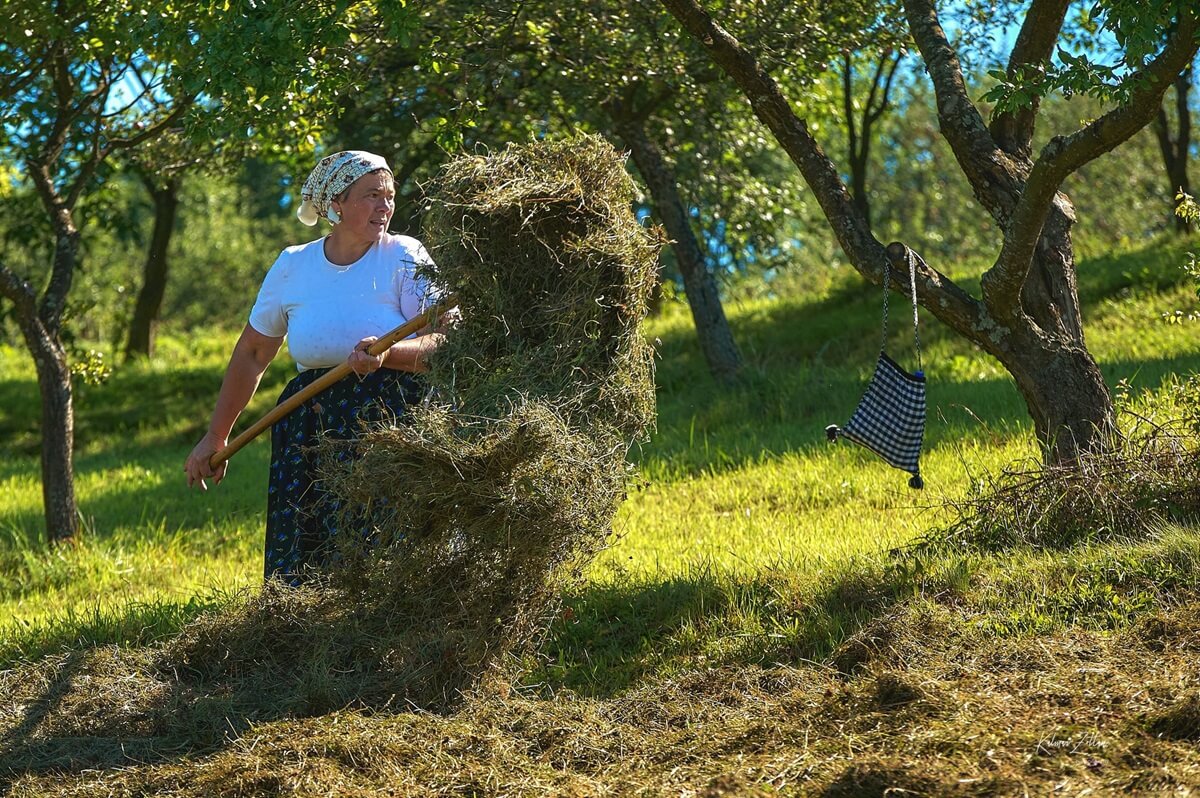 Maramures Woman Gathering Hay