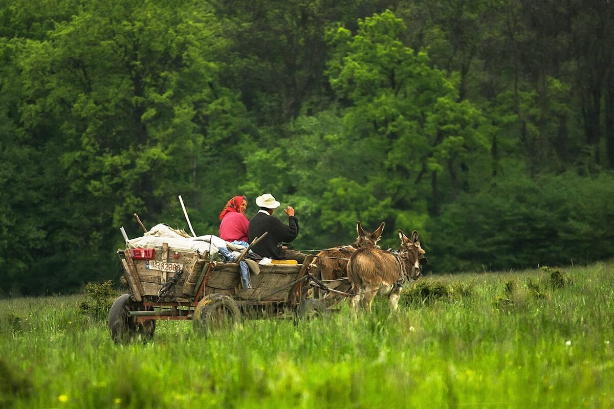rural-romania-mule-drawn-cart