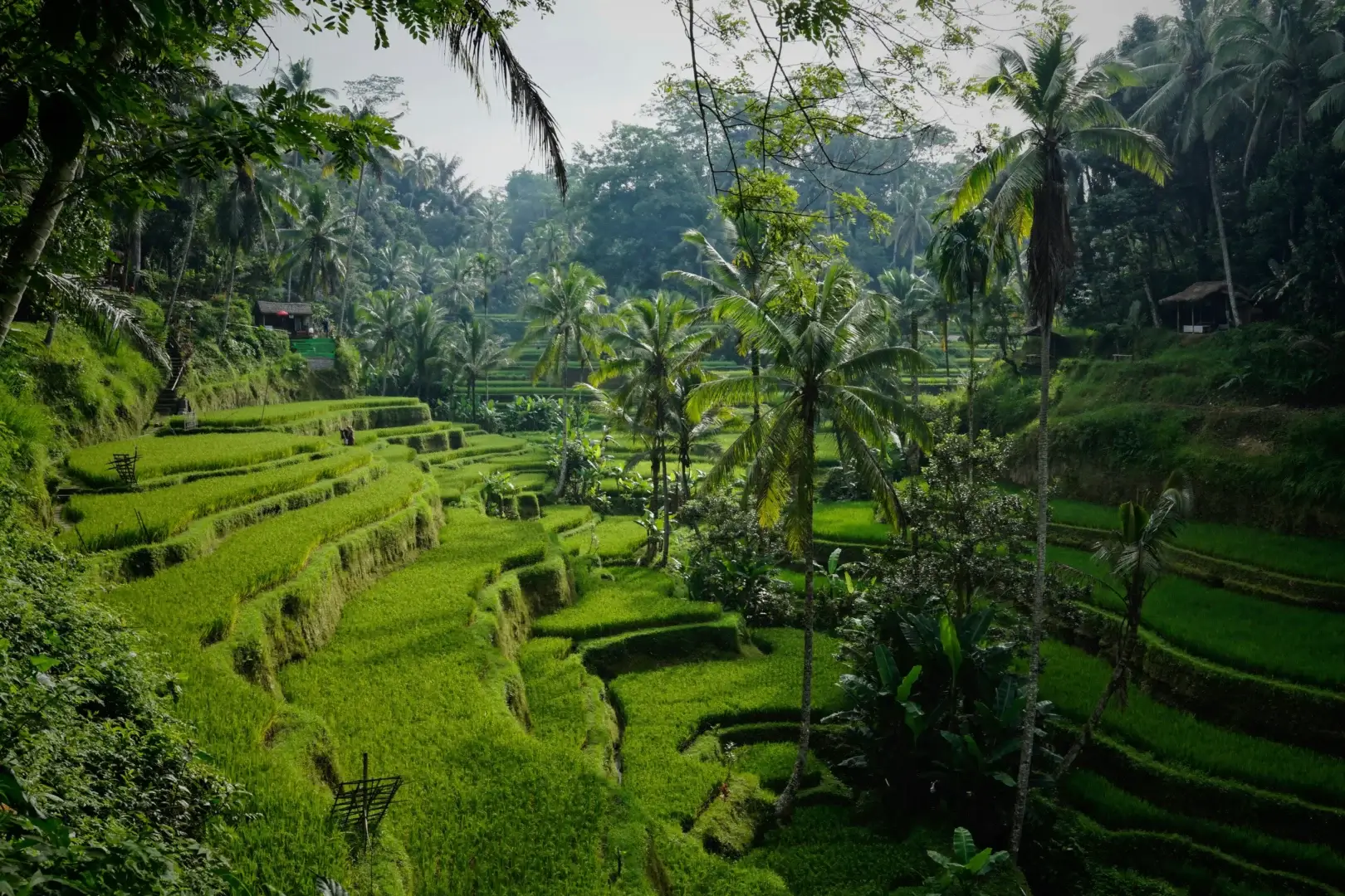 indonesia-bali-tegallalang-rice-terraces